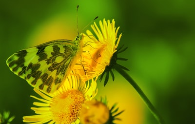 黄色花瓣上蝴蝶的特写摄影
